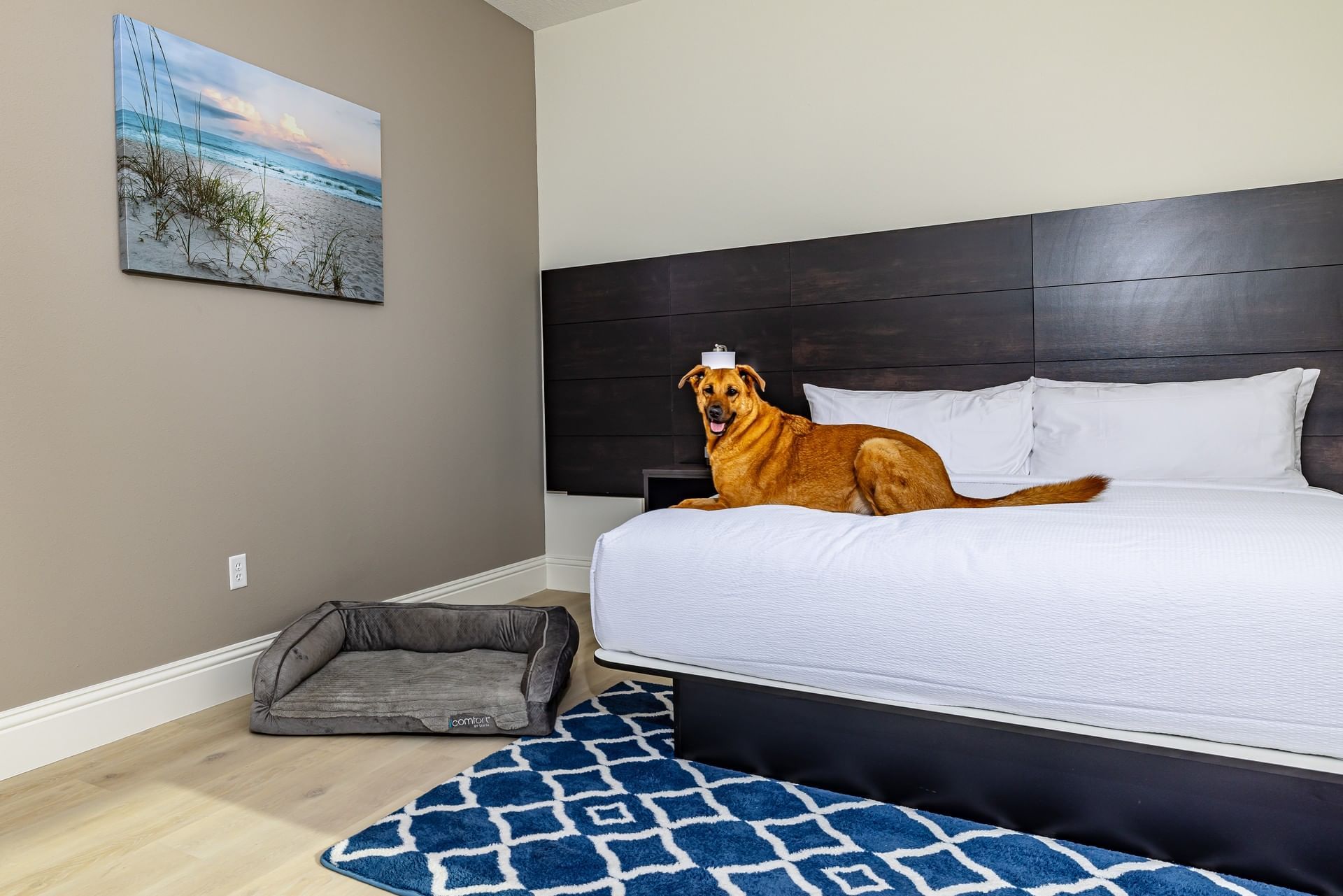 A dog relaxing on a king bed at Grant Street Inn
