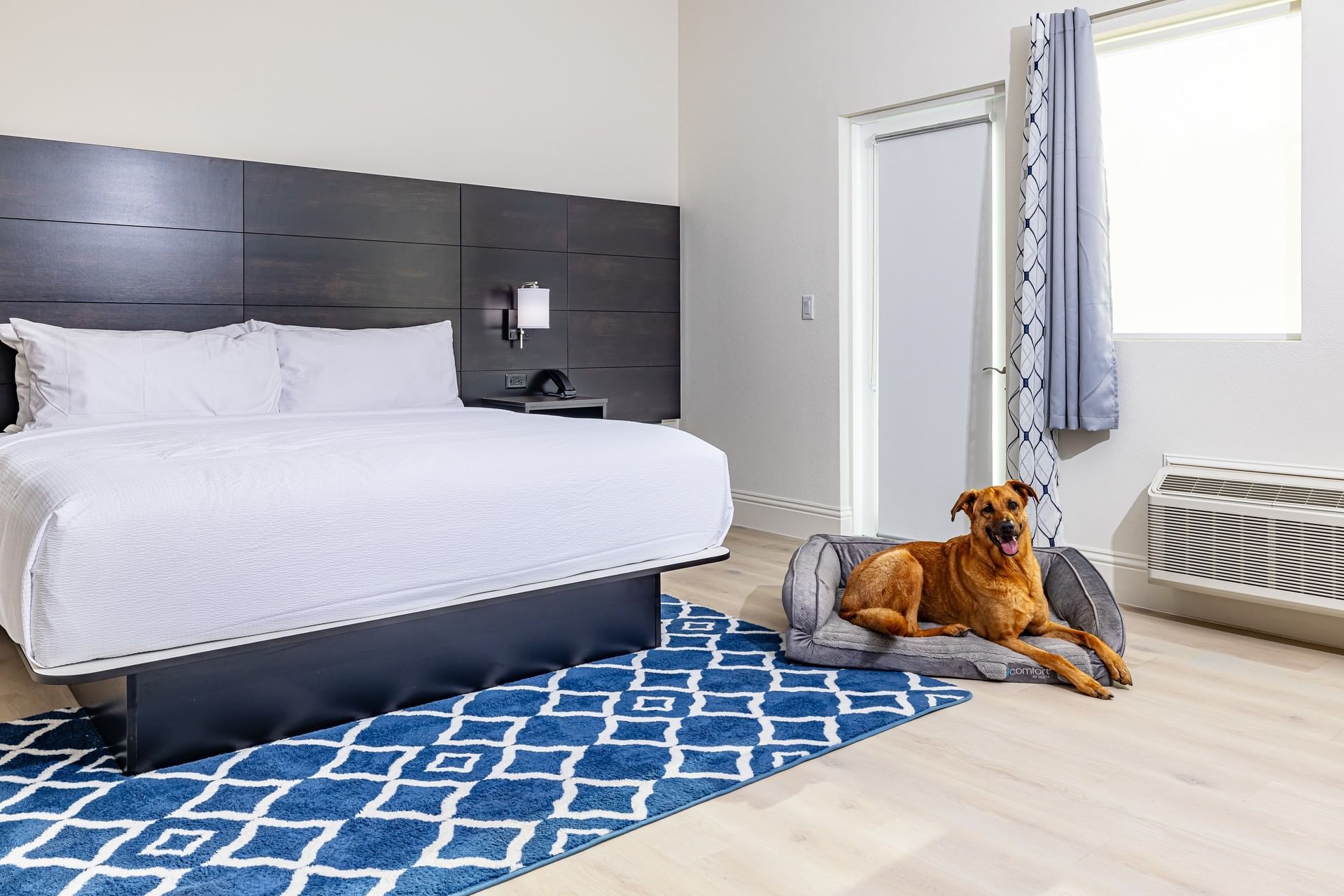 A dog on the rug beside a dog bed
